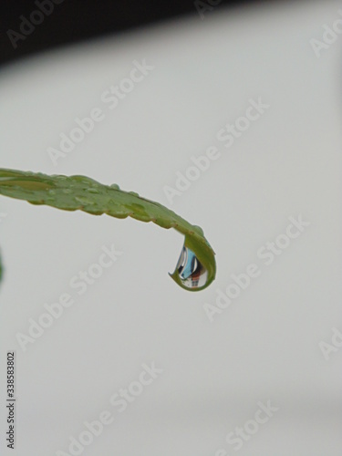 Wet leaf