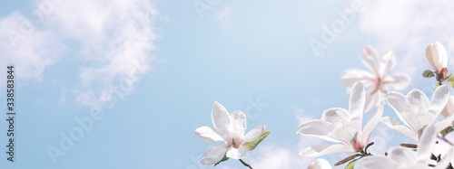 Delightful blooming white magnolia flowers against the clouds sky. Fantasy spring background.
