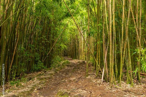 The bamboo forest on the Pipwai Trail on Maui