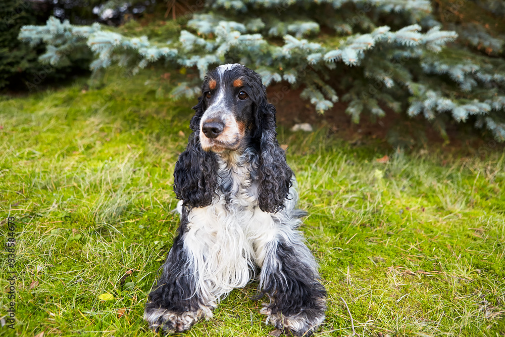 On the background of blue spruce sits a beautiful English Cocker Spaniel. Colour blue-roan and tan. 