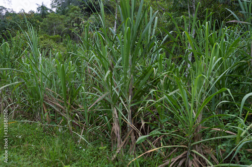 sugarcane plantation