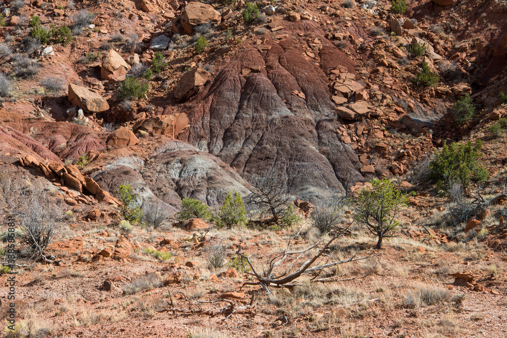 Colorful desert landscape of an eroded mountainside with colorful layers above dead trees with bare branches Colorful desert landscape of an eroded mountainside with colorful layers above dead trees with bare branches