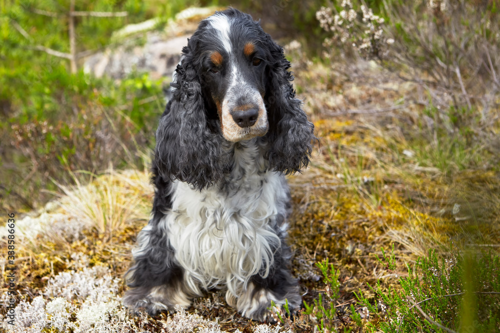 The English Cocker Spaniel is looking at us, slightly turning his head. Color black and white.Thoroughbred head, long black ears. Eyebrows and muzzle have brown coloring. White spot on the head. The English Cocker Spaniel is looking at us, slightly turning his head. Color black and white.Thoroughbred head, long black ears. Eyebrows and muzzle have brown coloring. White spot on the head.