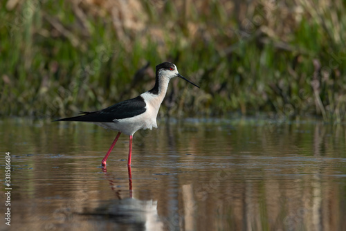 Black winged Stilt ( Himantopus himantopus ). Male long-legged wading bird. Reflections and lights in the water in the lake.