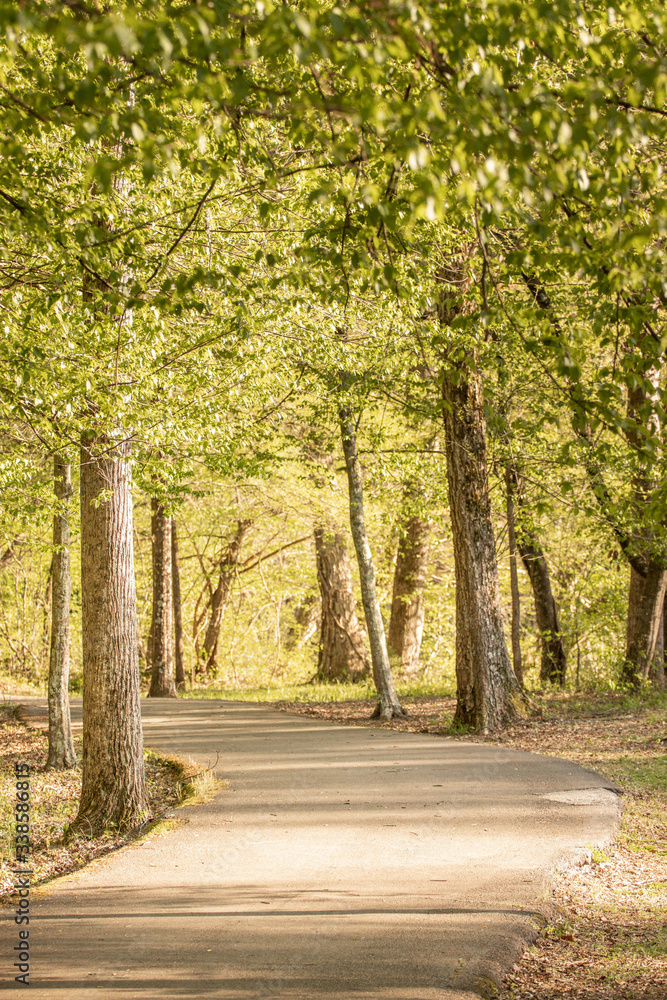 Curvy path in Spring forest