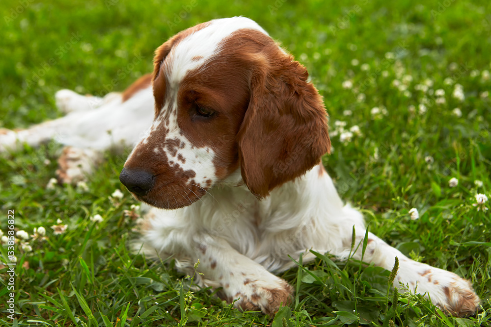 Summer. Park. Young Welsh Springer Spaniel lies in a beautiful position on the green grass. Color white-red. Dog. Age 1.5 years.