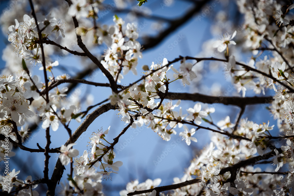 One brief season moment in spring time is the blooming of the cherry tree.