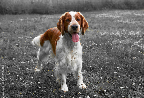 Magnificent white-red Welsh Springer Spaniel stands on the grass. Dog. Age 1.5 years.