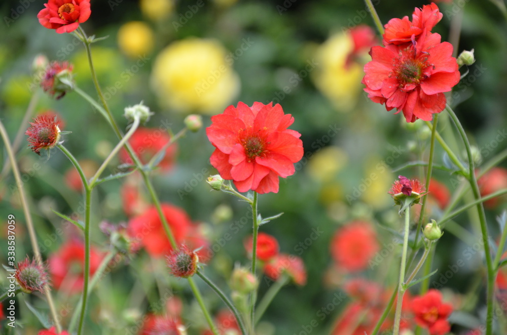 red flowers red flowers