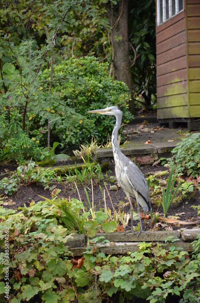 Fototapeta premium bird in a garden