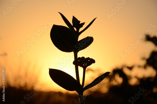 flower in the sunset