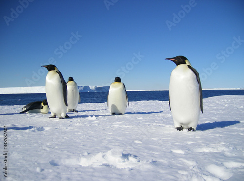 Emperor penguins on a glacier on an Antarctic summer day