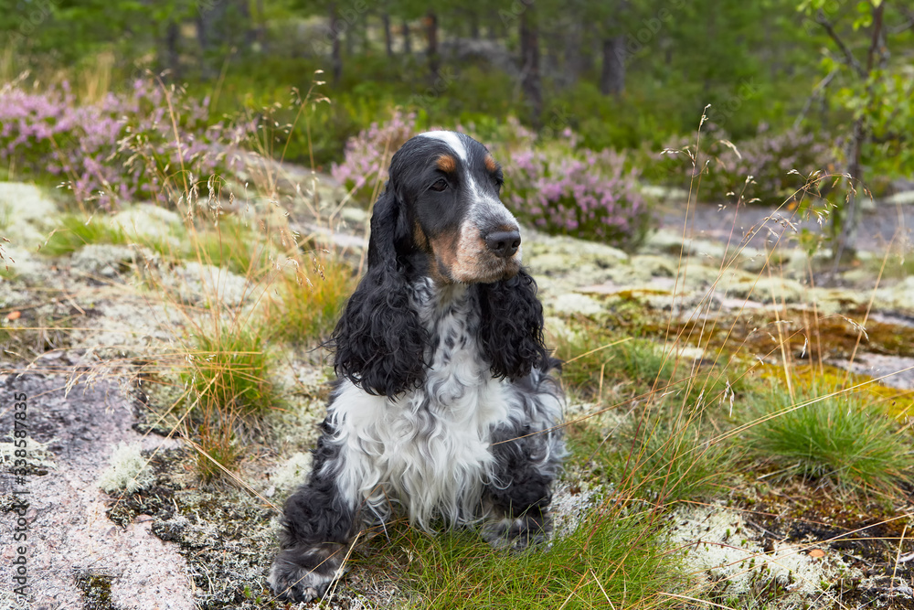 Summer. English Cocker Spaniel, black and white with tan color, sits on the stone coast of the island and looks to the right. The coast is covered with white moss and grass.