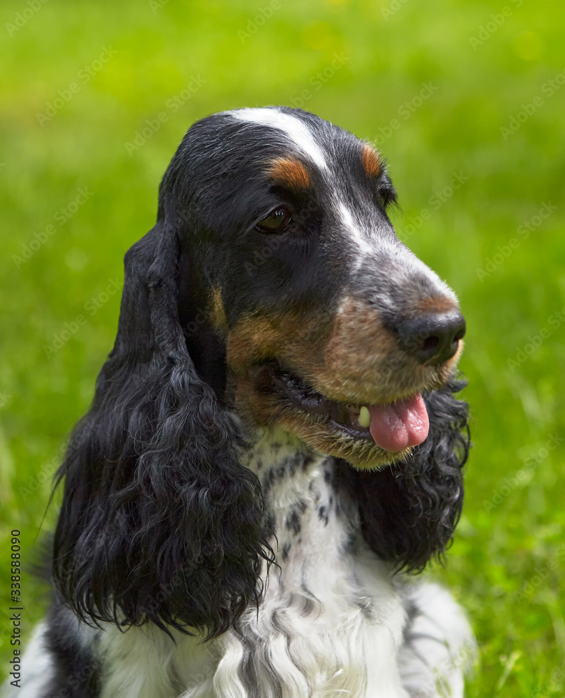 On a green background portrait of English Cocker Spaniel. Head slightly rotated to the left. Colour roan-blue and tan. You can see a white spot on the black head. Brown eyebrows and muzzle.Smart eyes.
