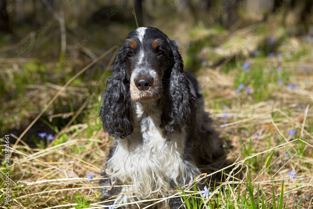 Summer. Green grass, a lot of blue flowers. In the center is an English cocker spaniel. Black and white color. Dark eyes. Eyebrows with a tan. A white band is visible on the head. Beautiful hair.