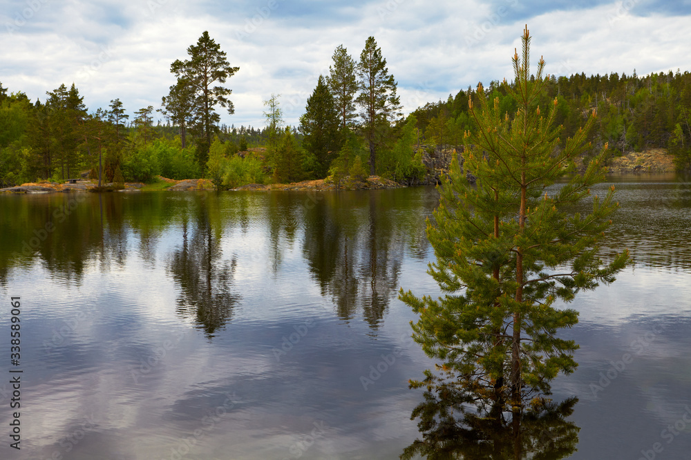 Landscape. Wildlife. North. Summer. Karelia. The water surface of the lake. To the right, in the water, stands a fir tree. Water reflects the sky and clouds. Cloudy sky.