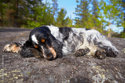 Summer. Wildlife. Lake Ladoga. Portrait. On a stone ledge lies an English Cocker spaniel. Color blue roan with tan. There are many trees in the background.