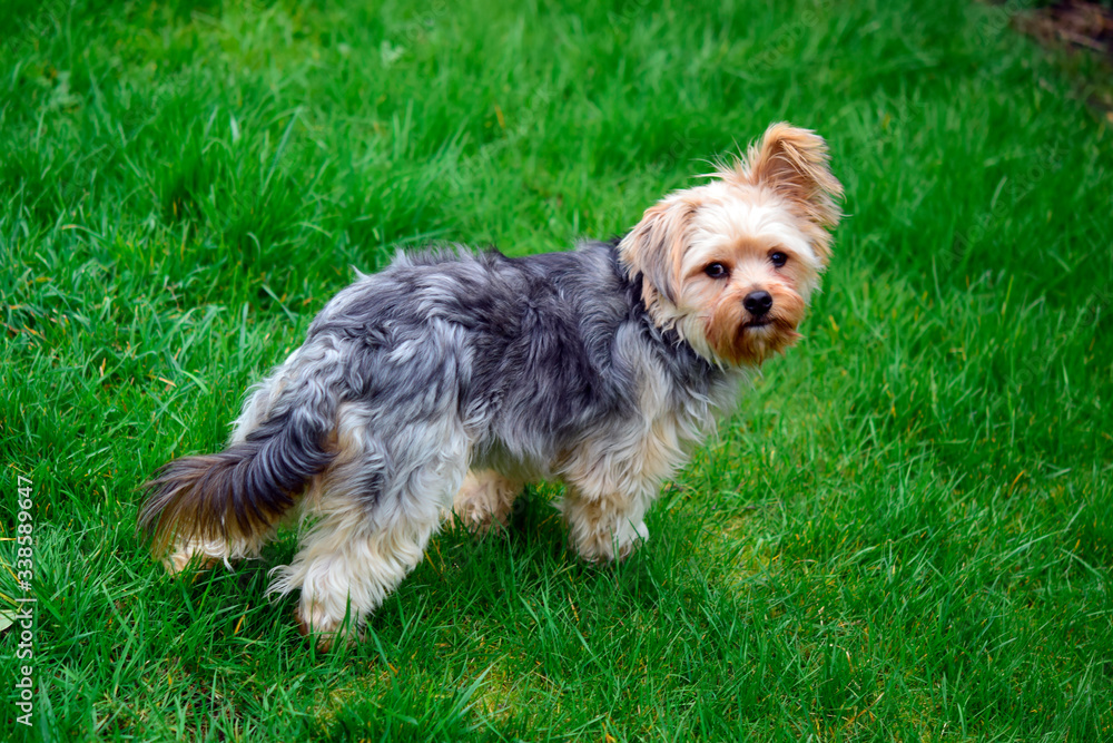 Chihuahua mixed yorkshire terrier standing on the grass in the garden in sunshine day at spring or summer season. Chihuahua mixed yorkshire terrier standing on the grass in the garden in sunshine day at spring or summer season.