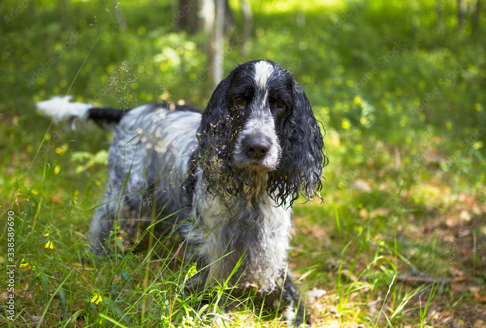 Summer. Forest. Sunny day. In the grass is an English Cocker Spaniel and looks at us. The color of the blue-roan. Boy. The age of 8 years. Russia. Summer. Forest. Sunny day. In the grass is an English Cocker Spaniel and looks at us. The color of the blue-roan. Boy. The age of 8 years. Russia.