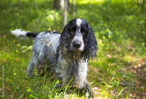 Summer. Forest. Sunny day. In the grass is an English Cocker Spaniel and looks at us. The color of the blue-roan. Boy. The age of 8 years. Russia.