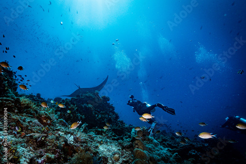 diver and manta