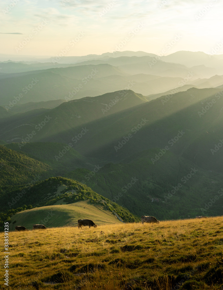 Vertical landscape image, on the hillside of a mountain free cows eat grass, in the background the silhouette of the mountains with the rays of the sunset. Feeling of freedom, calm and well-being in n