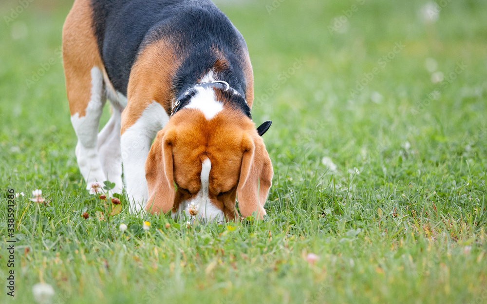 Beagle dog sniffing the grass