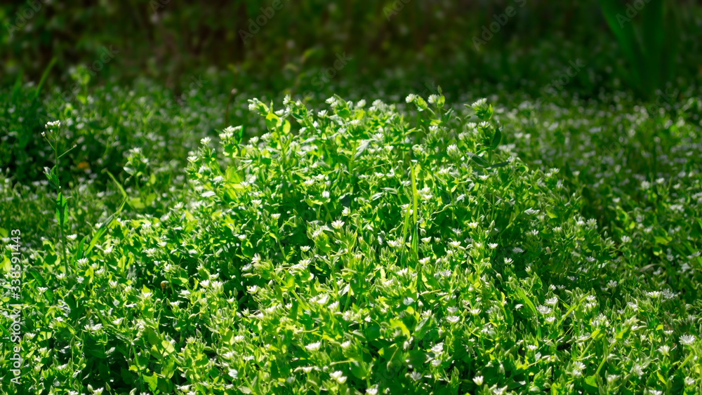 Green grass feild with little white daisy grass flower in a beautiful park on green grass background
Green grass feild with little white daisy grass flower in a beautiful park on green grass background