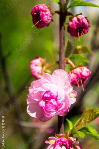 Close-up pink rose in spring garden