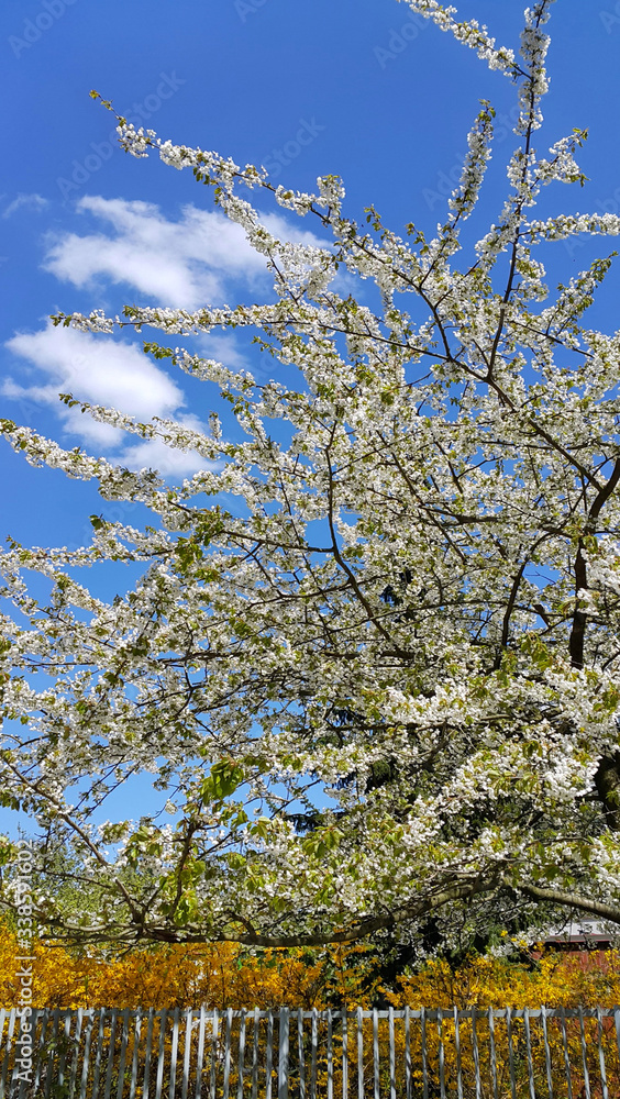 Fototapeta premium Beautiful flowers of spring trees