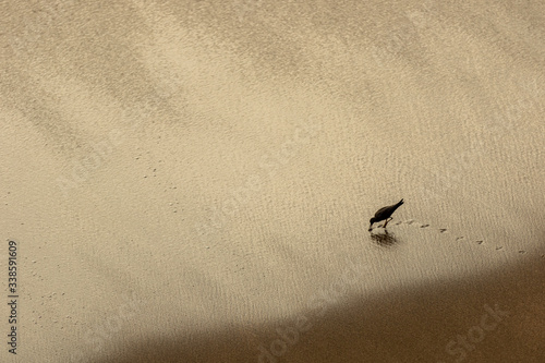 Fotografija A silhouetted waterbird on the beach