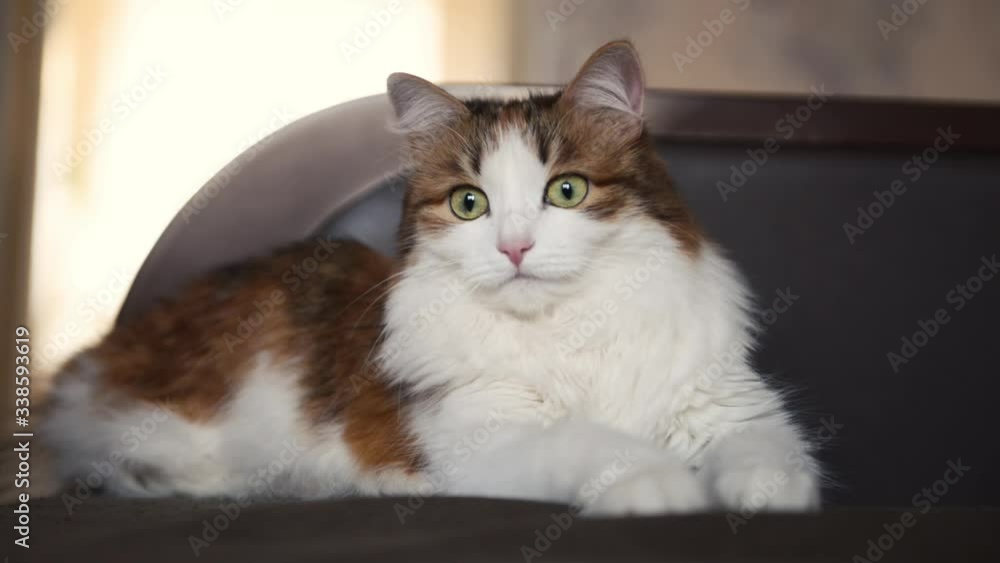 Beautiful cute cat lies on a sofa in the hall at home, looking at the camera, side view Beautiful cute cat lies on a sofa in the hall at home, looking at the camera, side view