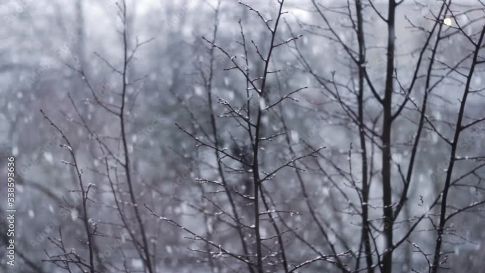 Rack focus of thin tree branches with heavy snow falling in the background and no people around Rack focus of thin tree branches with heavy snow falling in the background and no people around