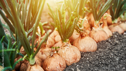 Planting onion in garden. Plantation in the vegetable garden agriculture. Sunlight flare copyspace. Banner size 16 in 9 crop