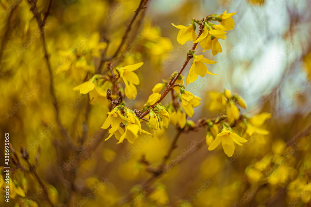 Blooming Forsythia flowers branch in springtime. Beautiful yellow flowers in the village. Blooming Forsythia flowers branch in springtime. Beautiful yellow flowers in the village.