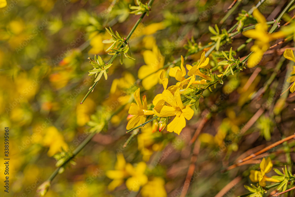 Blooming Forsythia flowers branch in springtime. Beautiful yellow flowers in the village. Blooming Forsythia flowers branch in springtime. Beautiful yellow flowers in the village.