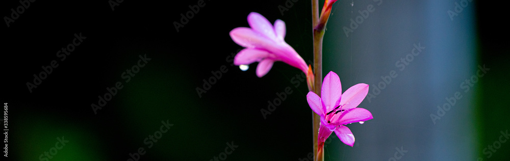 Fototapeta premium pink flower