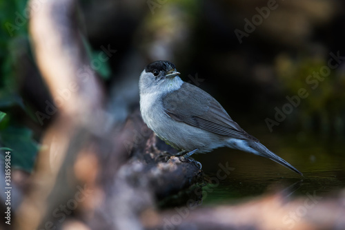 Eurasian Blackcap in his environment. His Latin name is Sylvia atricapilla. photo