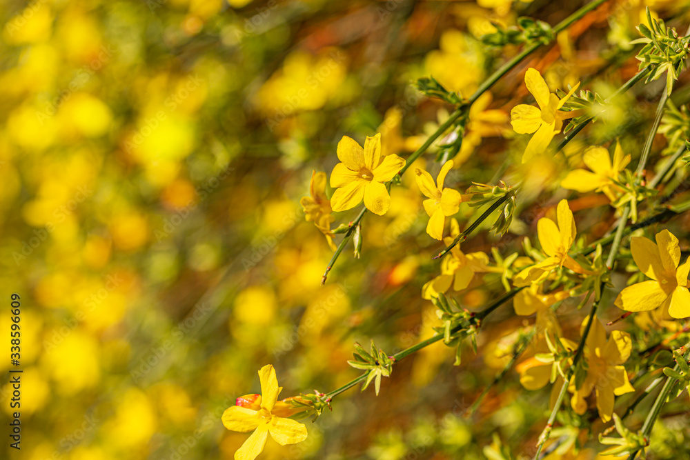 Spring blossoming forsythia with soft focus and blurry. Nature wallpaper blurry background with florets in springtime. Spring blossoming forsythia with soft focus and blurry. Nature wallpaper blurry background with florets in springtime.