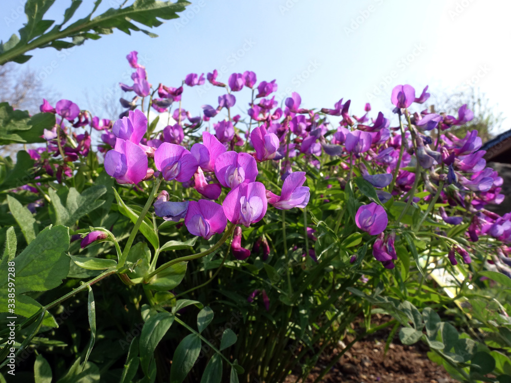 Obraz premium Frühlings-Platterbse (Lathyrus vernus) im Blumenbeet
