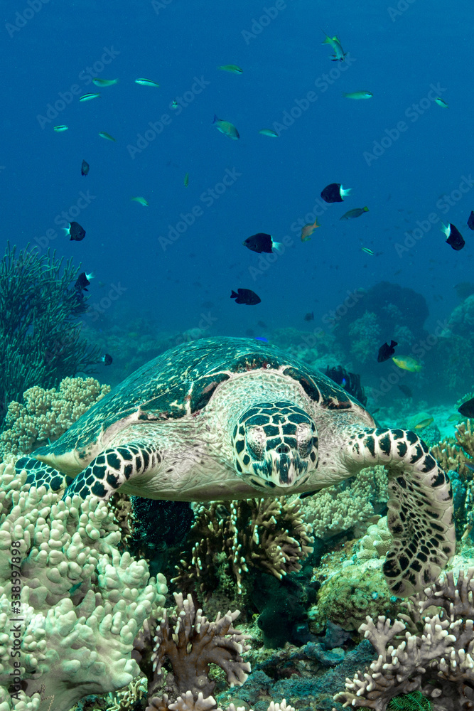 Fototapeta premium green turtle swimming