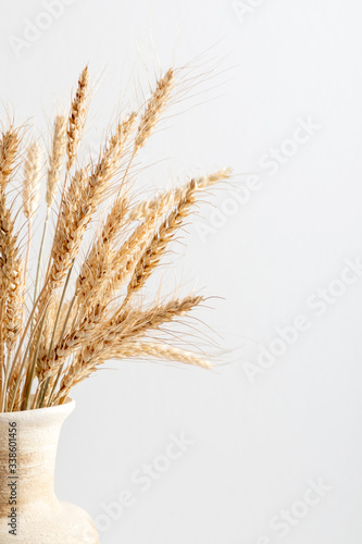 Dried ears of wheat in vase on white background. Autumn, fall, thanksgiving day concept. copy space