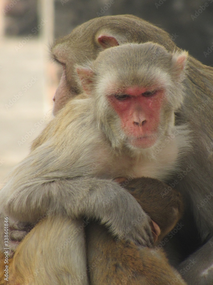 This is my first assignment for macaque money and some god photo for good start This is my first assignment for macaque money and some god photo for good start