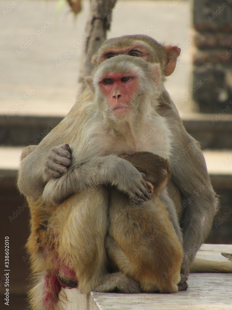 This is my first assignment for macaque money and some god photo for good start This is my first assignment for macaque money and some god photo for good start