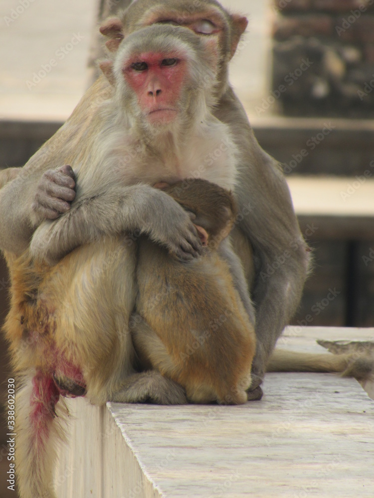 This is my first assignment for macaque money and some god photo for good start This is my first assignment for macaque money and some god photo for good start