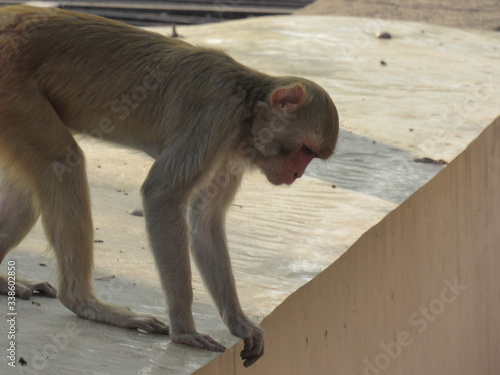 Canvas Print This is my first assignment for macaque money and some god photo for good start