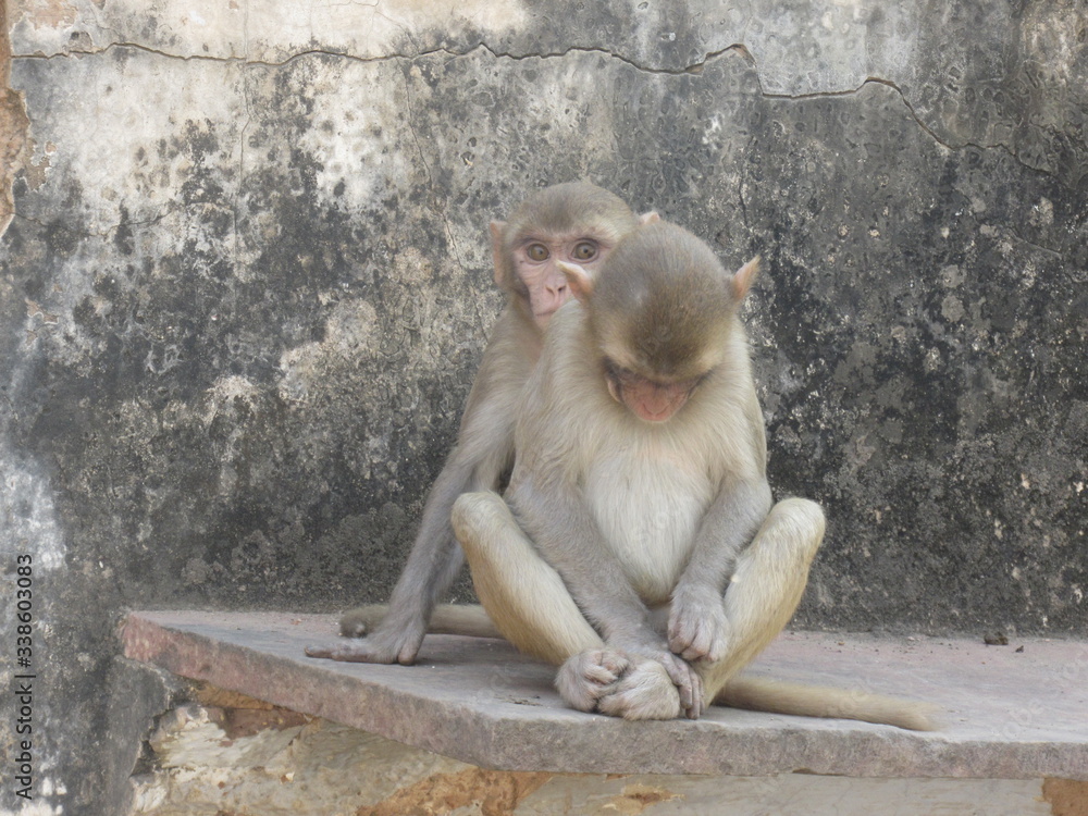 This is my first assignment for macaque money and some god photo for good start This is my first assignment for macaque money and some god photo for good start