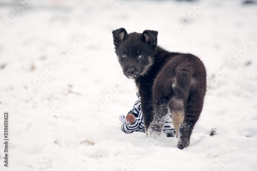 A young pup playing with a toy in the snow in the backyard