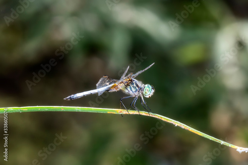 Blue Dasher Dragonfly (Pachydiplax longipennis) Perched on a Stalk of Vegetation in Northern Colorado