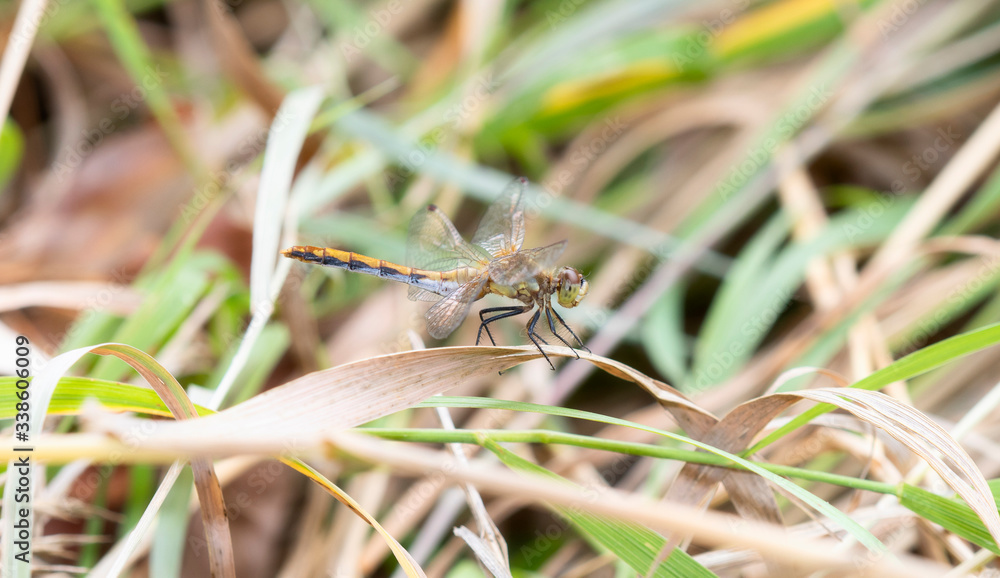 Striped Meadowhawk Dragonfly (Sympetrum pallipes) Perched on Vegetation in Northern Colorado Striped Meadowhawk Dragonfly (Sympetrum pallipes) Perched on Vegetation in Northern Colorado